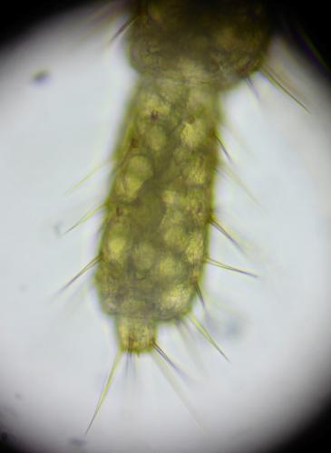 Schendyla dentata